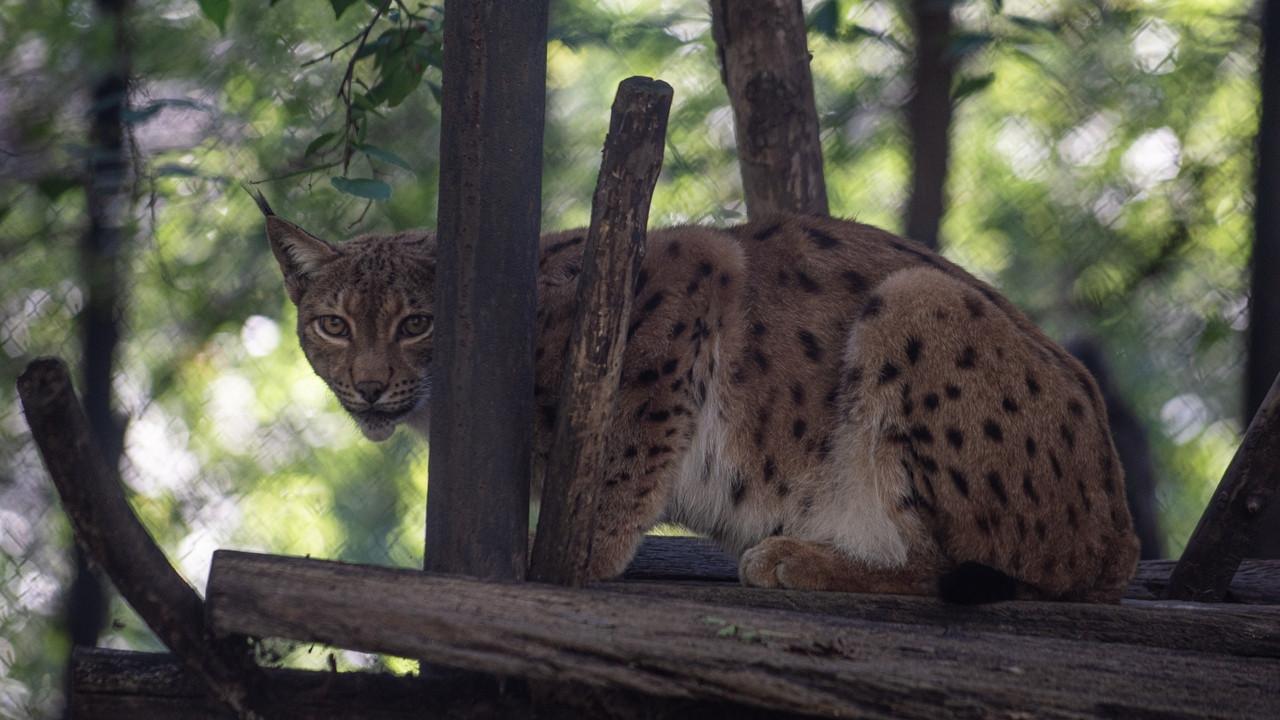 Színházi macska lett a vadasparki hiúz, aki nevet is kapott: „Szólíts, kérlek, Móricnak!” hír képe Színházi macska lett a vadasparki hiúz, aki nevet is kapott: „Szólíts, kérlek, Móricnak!” hír képe